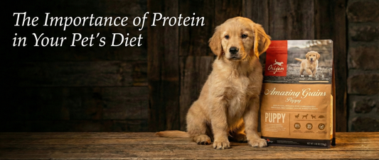 The Importance of Protein in Your Pet’s Diet