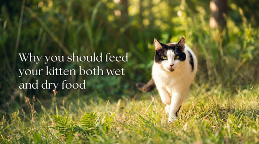 Why you should feed your kitten both wet and dry food
