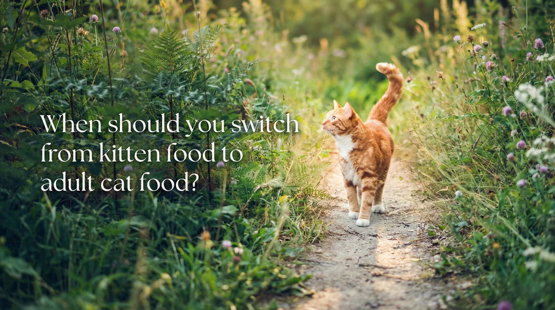 When should you switch from kitten food to adult cat food?