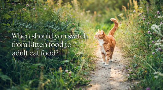 When should you switch from kitten food to adult cat food?