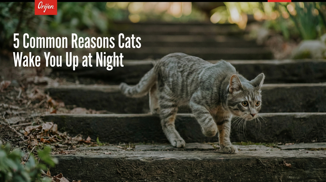 5 Common Reasons Cats Wake You Up at Night