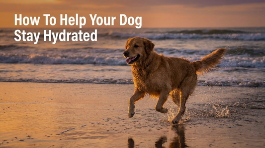 How To Help Your Dog Stay Hydrated