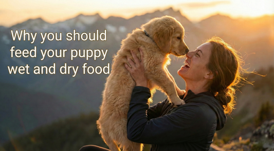 Why You Should Feed Your Puppy Wet and Dry Food