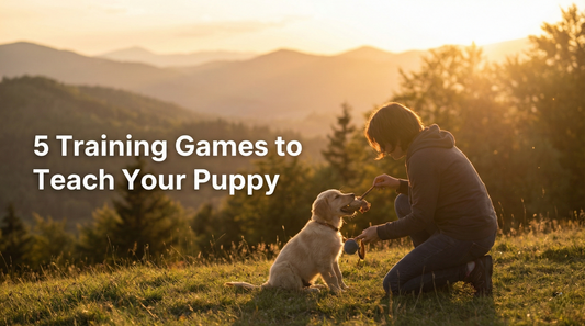 5 Training Games to Teach Your Puppy