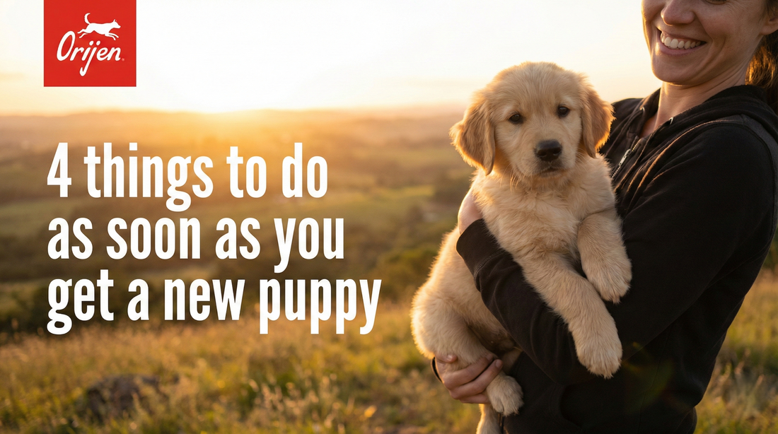 4 things to do as soon as you get a new puppy