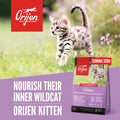 Orijen Kitten