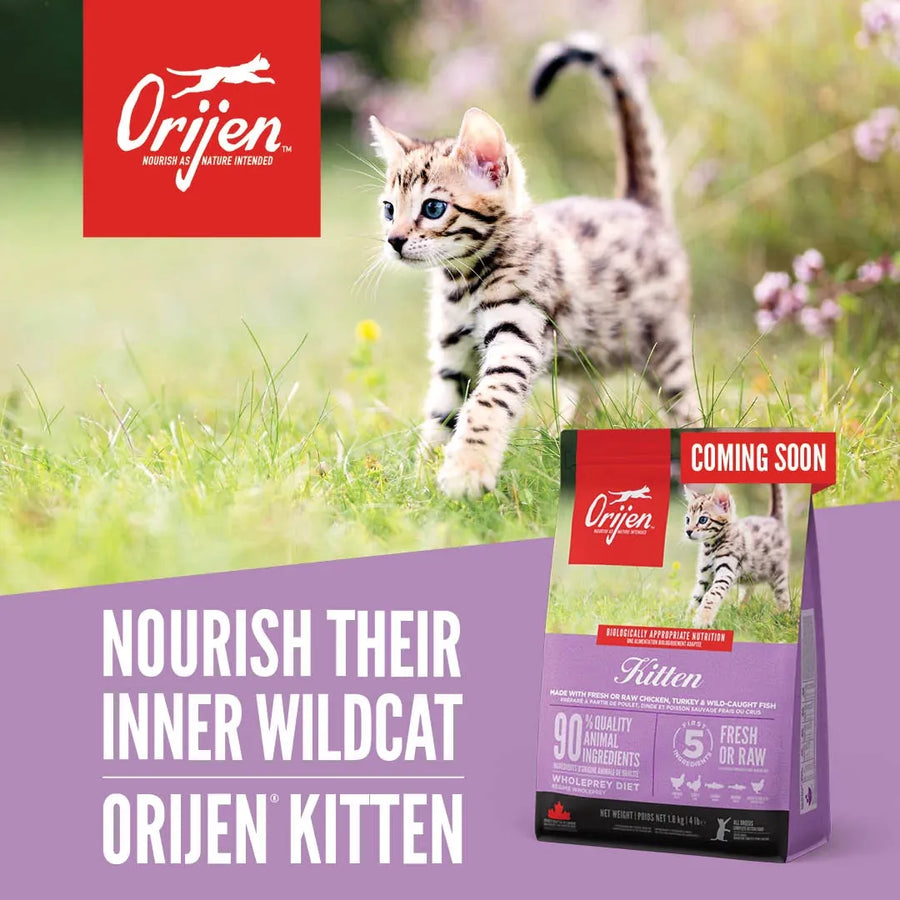 Orijen Kitten